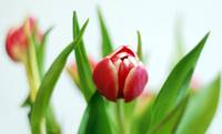 Tulpen; Foto: Felix Abraham / tulips / CC BY-SA 2.0 / flickr.com