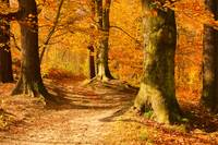 Herbstwald, Foto: istockphoto